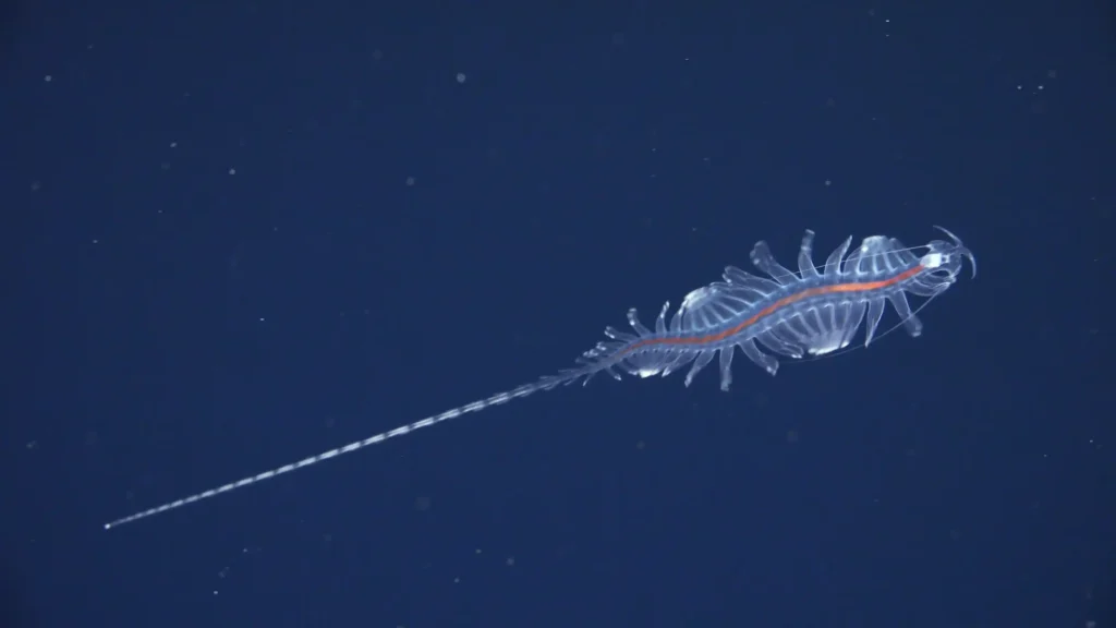 Scientists discovered 31 new marine species in just two weeks while exploring the ocean's mysterious midwater zone off Brazil - including a pelagic octopus feasting on a red jellyfish.
