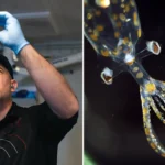 Scientists discovered 31 new marine species in just two weeks while exploring the ocean's mysterious midwater zone off Brazil - including a pelagic octopus feasting on a red jellyfish.