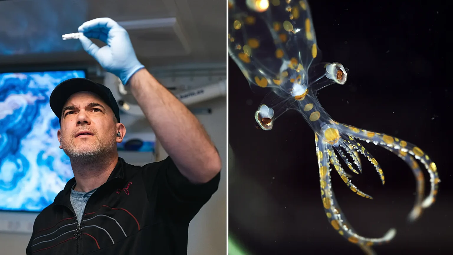 Scientists discovered 31 new marine species in just two weeks while exploring the ocean's mysterious midwater zone off Brazil - including a pelagic octopus feasting on a red jellyfish.