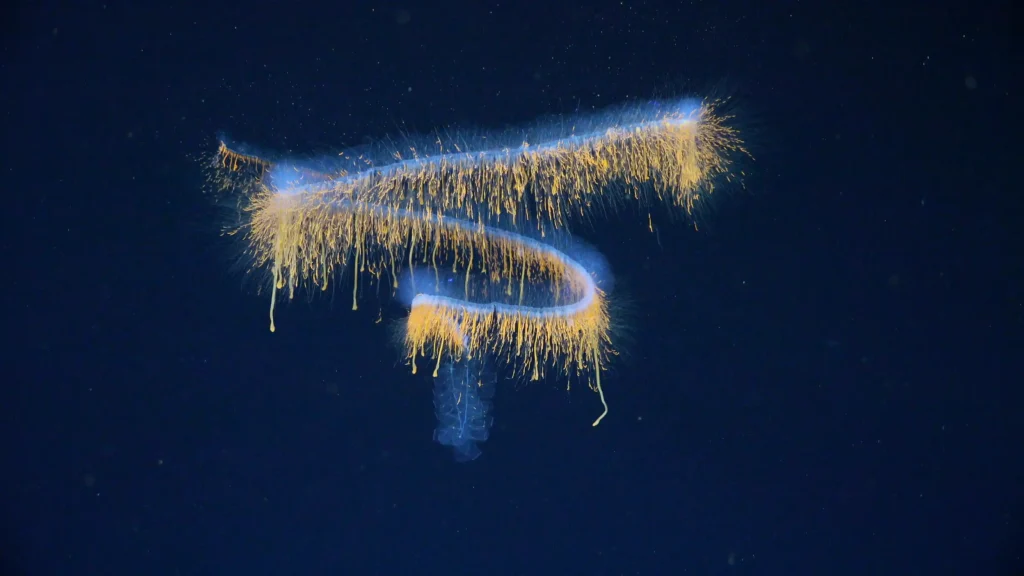 Scientists discovered 31 new marine species in just two weeks while exploring the ocean's mysterious midwater zone off Brazil - including a pelagic octopus feasting on a red jellyfish.