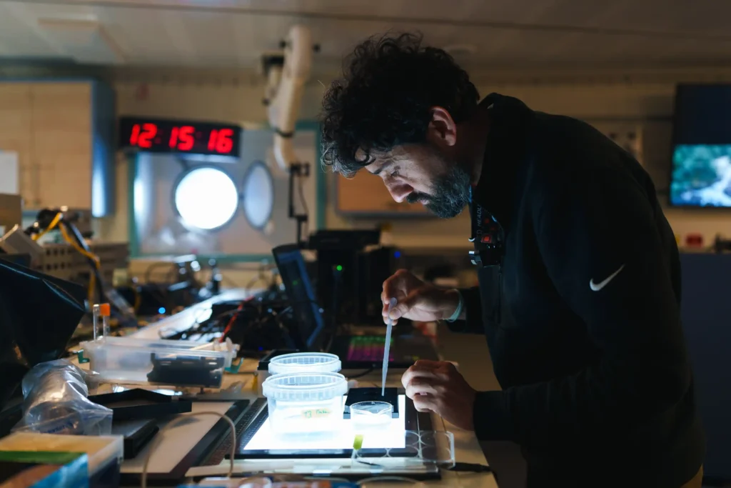 Scientists discovered 31 new marine species in just two weeks while exploring the ocean's mysterious midwater zone off Brazil - including a pelagic octopus feasting on a red jellyfish.