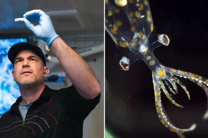 Scientists discovered 31 new marine species in just two weeks while exploring the ocean's mysterious midwater zone off Brazil - including a pelagic octopus feasting on a red jellyfish.