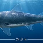 Lost-and-found Megalodon fossil reveals the giant shark reached 24.3m, lived up to 96 years, and ate a basking shark as its final meal, scientists say.