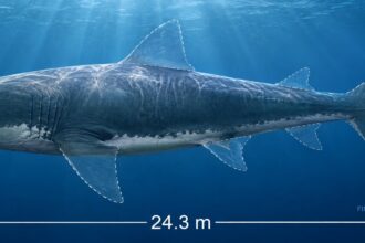 Lost-and-found Megalodon fossil reveals the giant shark reached 24.3m, lived up to 96 years, and ate a basking shark as its final meal, scientists say.