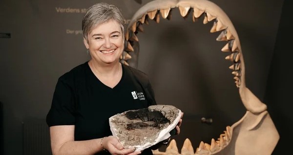 Lost-and-found Megalodon fossil reveals the giant shark reached 24.3m, lived up to 96 years, and ate a basking shark as its final meal, scientists say.