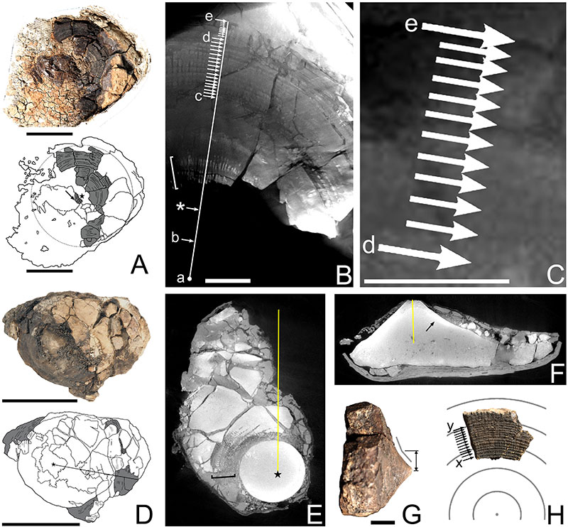 Lost-and-found Megalodon fossil reveals the giant shark reached 24.3m, lived up to 96 years, and ate a basking shark as its final meal, scientists say.