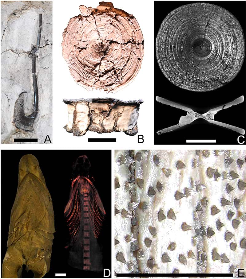 Lost-and-found Megalodon fossil reveals the giant shark reached 24.3m, lived up to 96 years, and ate a basking shark as its final meal, scientists say.