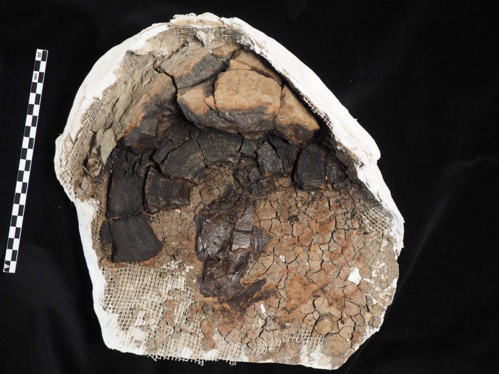 Lost-and-found Megalodon fossil reveals the giant shark reached 24.3m, lived up to 96 years, and ate a basking shark as its final meal, scientists say.
