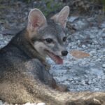 A tiny dwarf fox feared extinct has been photographed for the first time ever after vanishing for over two decades - the elusive animal is up to 80% smaller than mainland foxes.