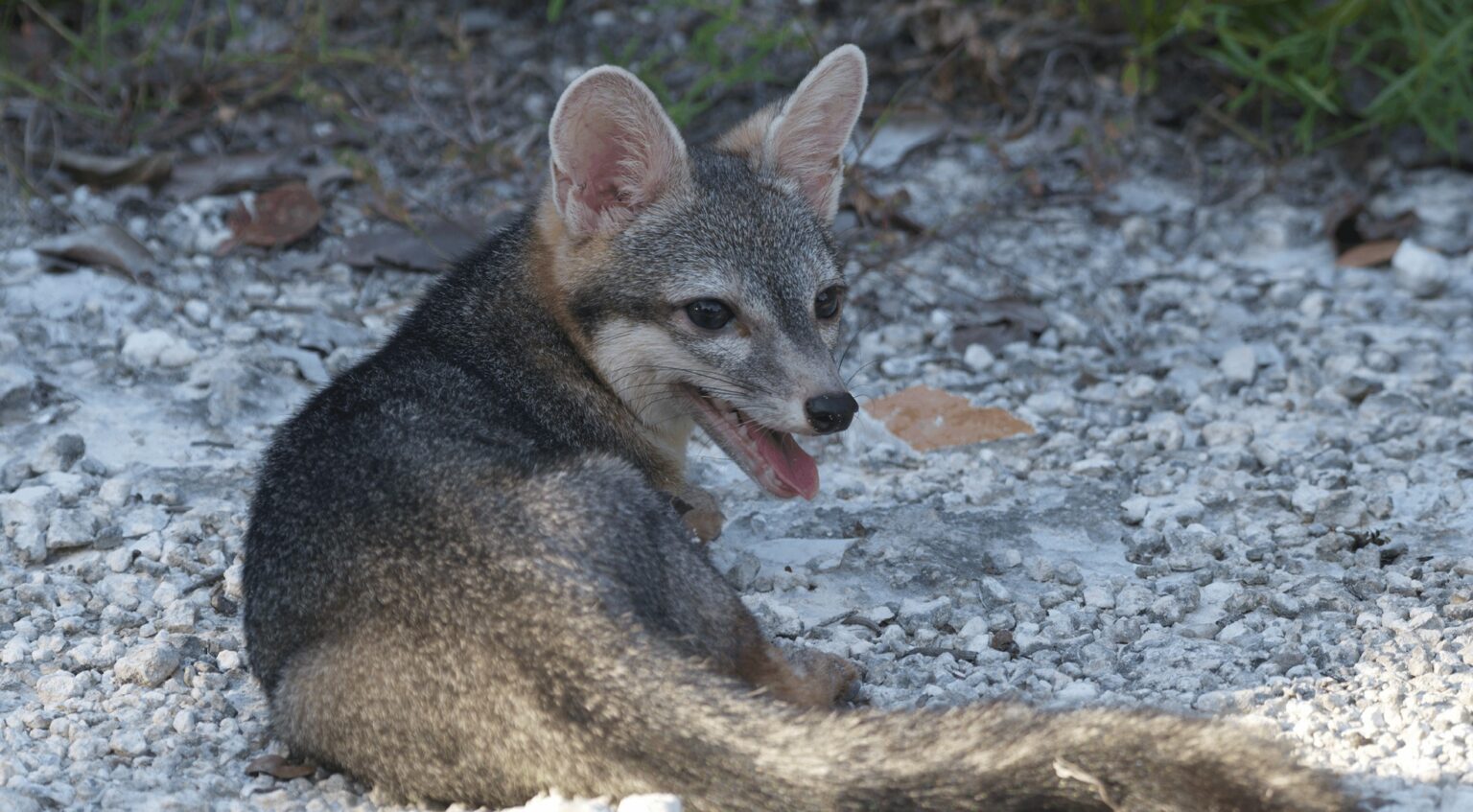 A tiny dwarf fox feared extinct has been photographed for the first time ever after vanishing for over two decades - the elusive animal is up to 80% smaller than mainland foxes.