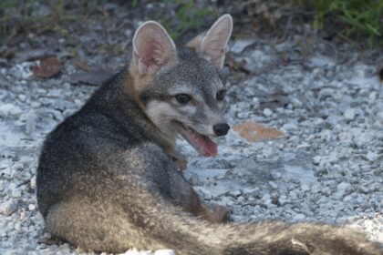 A tiny dwarf fox feared extinct has been photographed for the first time ever after vanishing for over two decades - the elusive animal is up to 80% smaller than mainland foxes.