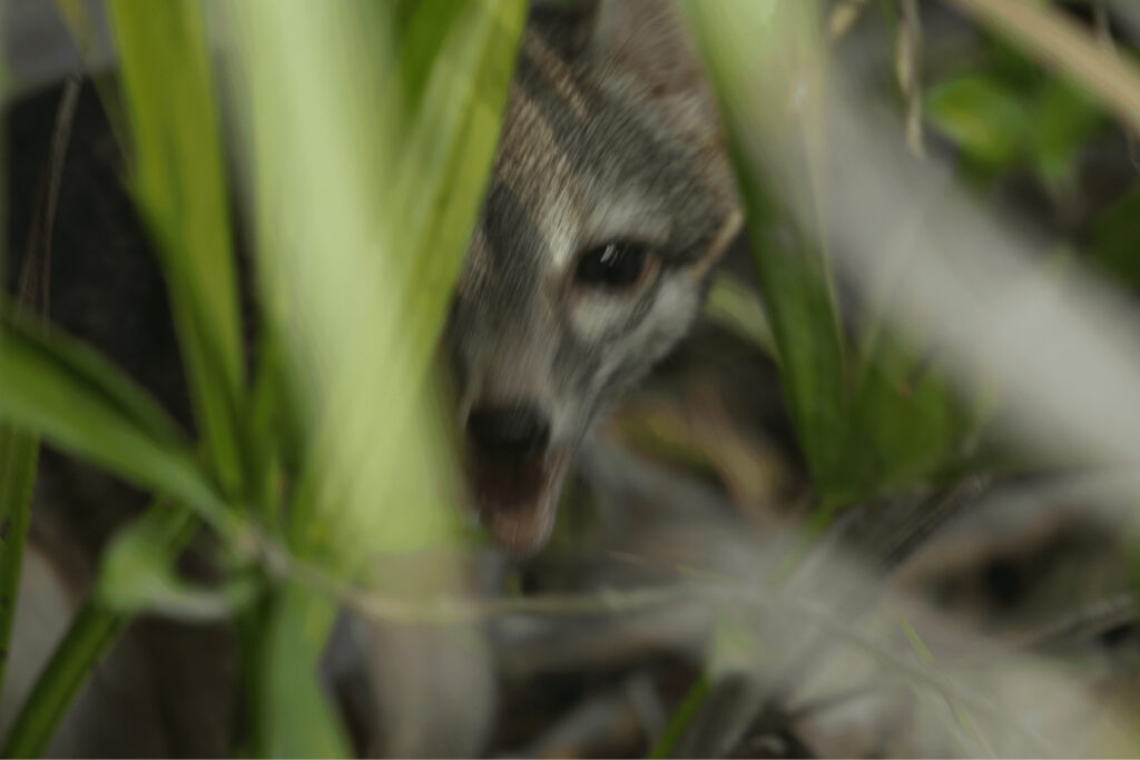 A tiny dwarf fox feared extinct has been photographed for the first time ever after vanishing for over two decades - the elusive animal is up to 80% smaller than mainland foxes.