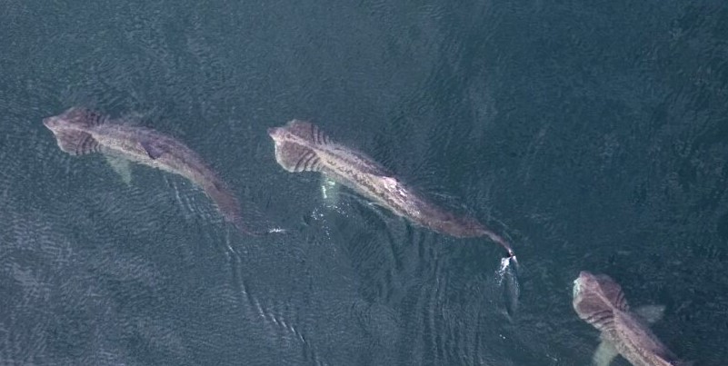 Three enormous basking sharks up to 20 feet long were filmed cruising together in formation off the coast of Donegal - and despite their fearsome appearance, they are completely harmless.