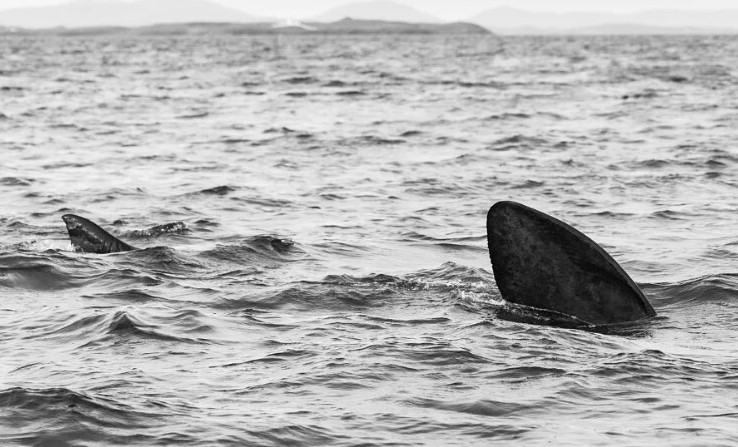 Three enormous basking sharks up to 20 feet long were filmed cruising together in formation off the coast of Donegal - and despite their fearsome appearance, they are completely harmless.