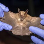 A tiny bat feared extinct for 45 years was rediscovered in Nigeria - then a wildfire swept through its habitat just weeks later, sparking an emergency conservation effort to save the species.