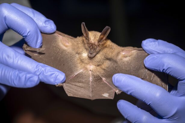 A tiny bat feared extinct for 45 years was rediscovered in Nigeria - then a wildfire swept through its habitat just weeks later, sparking an emergency conservation effort to save the species.
