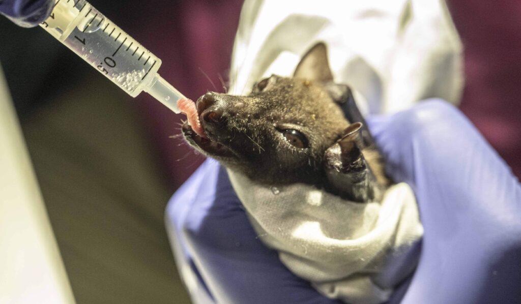A tiny bat feared extinct for 45 years was rediscovered in Nigeria - then a wildfire swept through its habitat just weeks later, sparking an emergency conservation effort to save the species.