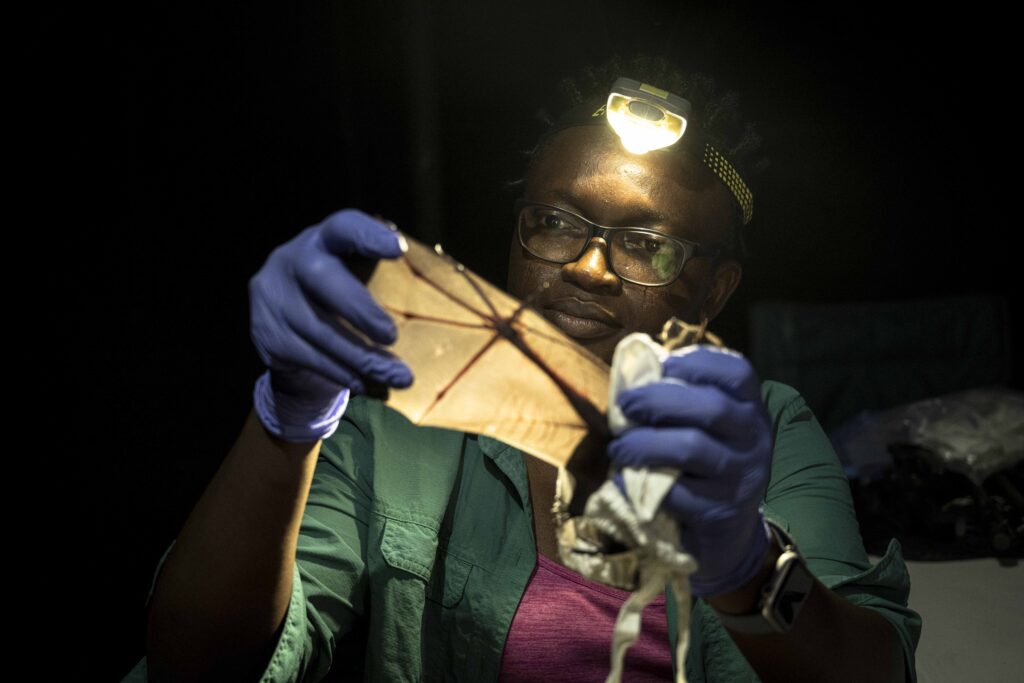 A tiny bat feared extinct for 45 years was rediscovered in Nigeria - then a wildfire swept through its habitat just weeks later, sparking an emergency conservation effort to save the species.