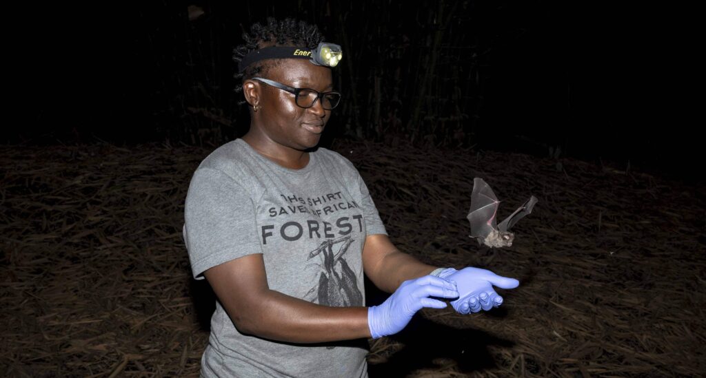 A tiny bat feared extinct for 45 years was rediscovered in Nigeria - then a wildfire swept through its habitat just weeks later, sparking an emergency conservation effort to save the species.