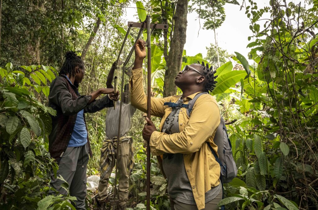 A tiny bat feared extinct for 45 years was rediscovered in Nigeria - then a wildfire swept through its habitat just weeks later, sparking an emergency conservation effort to save the species.