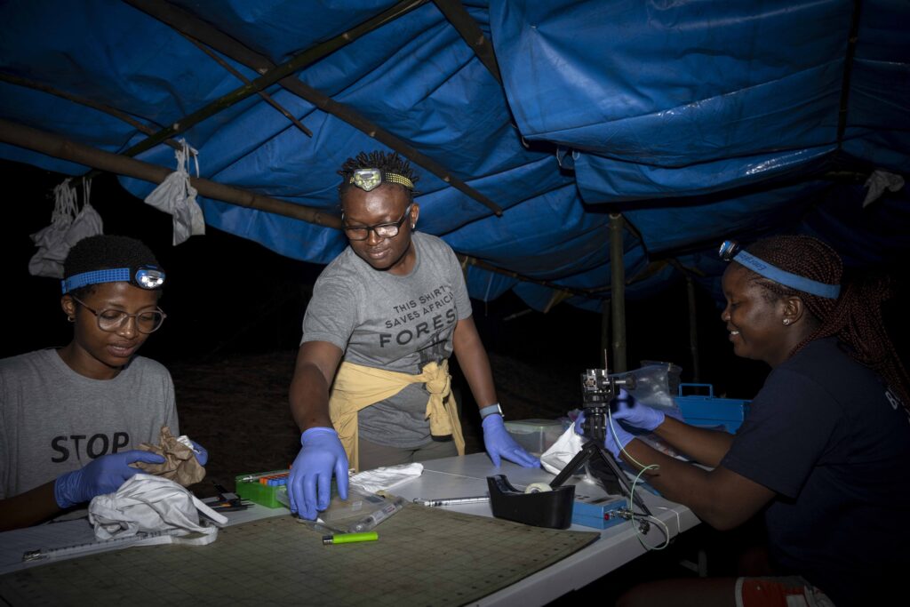 A tiny bat feared extinct for 45 years was rediscovered in Nigeria - then a wildfire swept through its habitat just weeks later, sparking an emergency conservation effort to save the species.