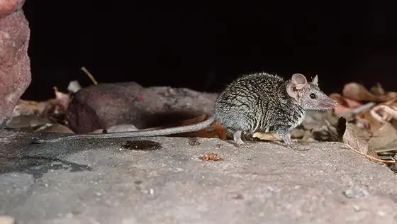 Scientists discover a new tiny marsupial species in Australia's Kakadu National Park. The fierce Arnhem plateau planigale highlights hidden wildlife and conservation needs.
