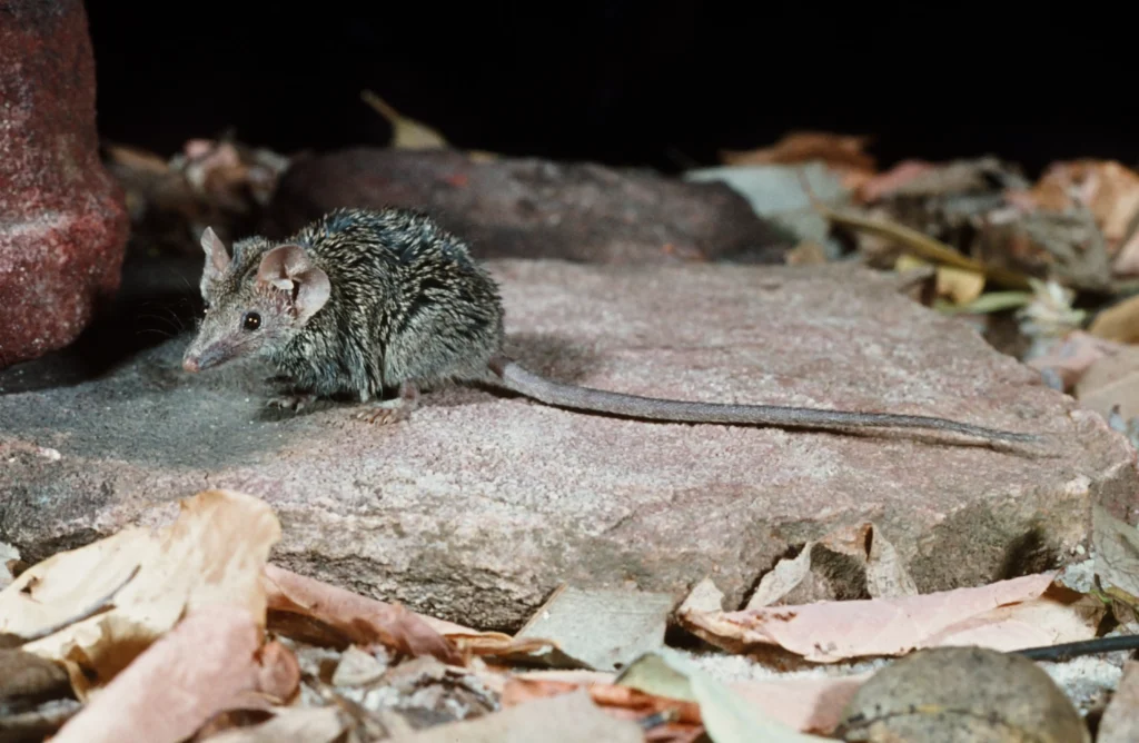 Scientists discover a new tiny marsupial species in Australia's Kakadu National Park. The fierce Arnhem plateau planigale highlights hidden wildlife and conservation needs.