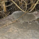 Scientists discover a new tiny marsupial species in Australia's Kakadu National Park. The fierce Arnhem plateau planigale highlights hidden wildlife and conservation needs.