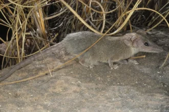 Scientists discover a new tiny marsupial species in Australia's Kakadu National Park. The fierce Arnhem plateau planigale highlights hidden wildlife and conservation needs.