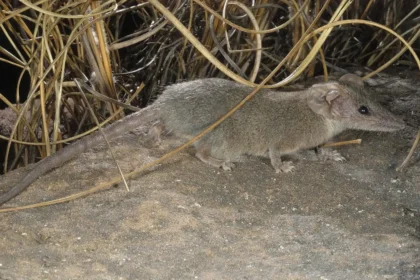 Scientists discover a new tiny marsupial species in Australia's Kakadu National Park. The fierce Arnhem plateau planigale highlights hidden wildlife and conservation needs.