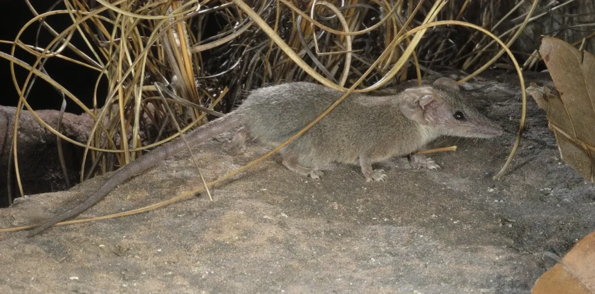 Scientists discover a new tiny marsupial species in Australia's Kakadu National Park. The fierce Arnhem plateau planigale highlights hidden wildlife and conservation needs.