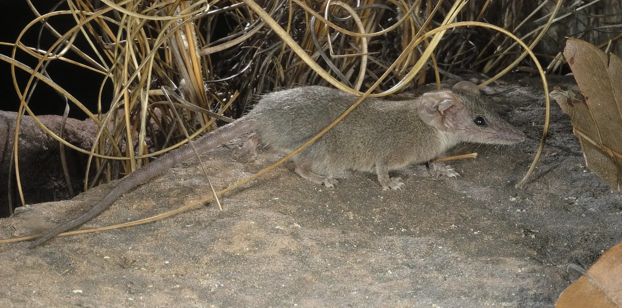 Scientists discover a new tiny marsupial species in Australia's Kakadu National Park. The fierce Arnhem plateau planigale highlights hidden wildlife and conservation needs.