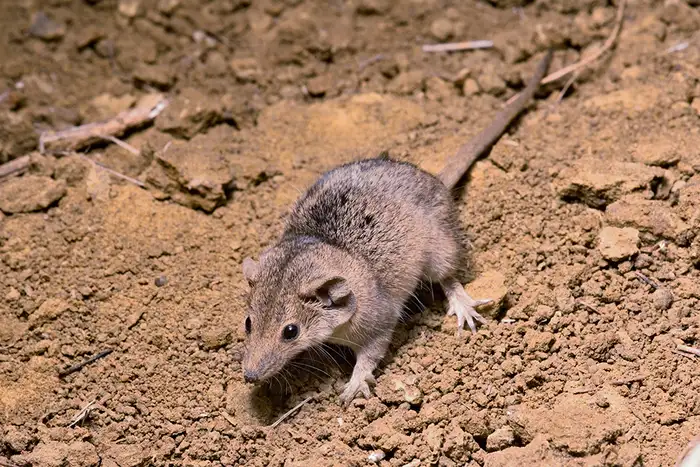 Scientists discover a new tiny marsupial species in Australia's Kakadu National Park. The fierce Arnhem plateau planigale highlights hidden wildlife and conservation needs.