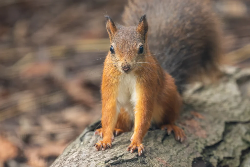 Three endangered red squirrel kits have been born at Suffolk Owl Sanctuary, marking a major conservation milestone in a breeding programme to help restore UK populations