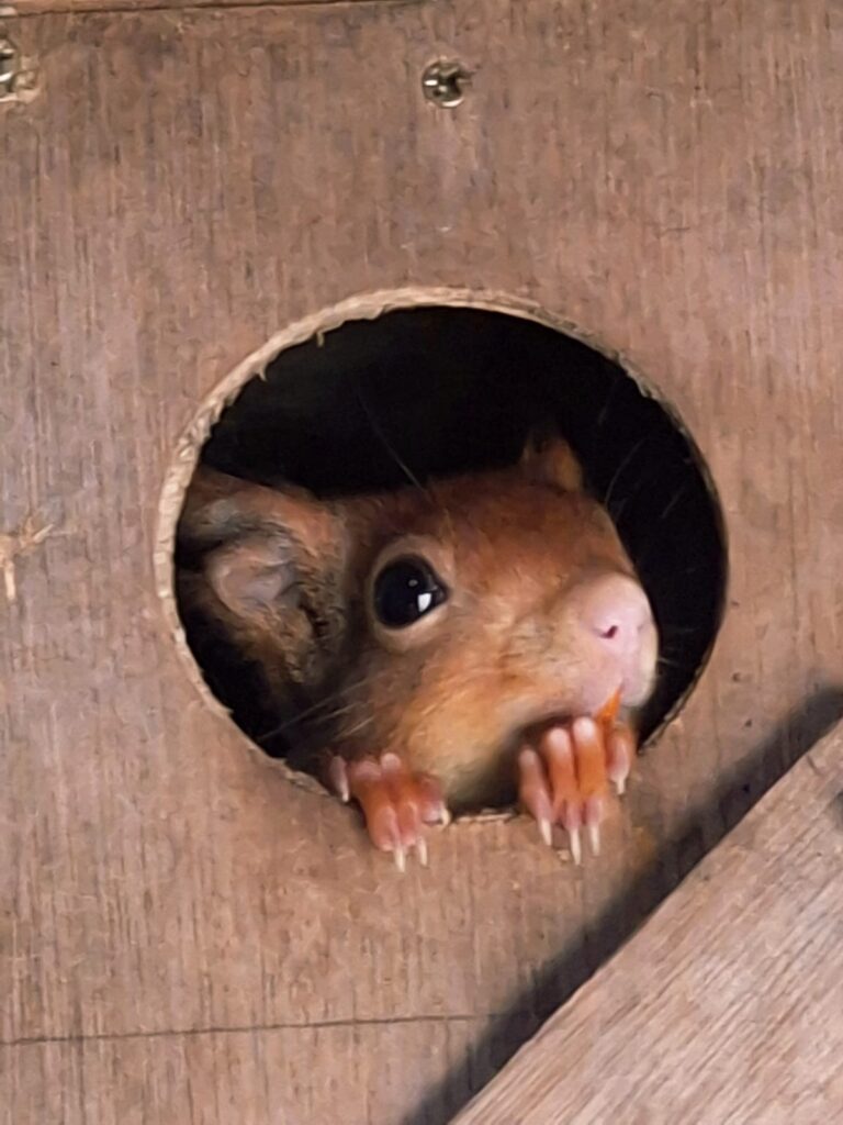 Three endangered red squirrel kits have been born at Suffolk Owl Sanctuary, marking a major conservation milestone in a breeding programme to help restore UK populations