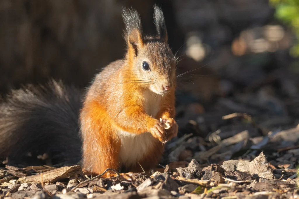 Three endangered red squirrel kits have been born at Suffolk Owl Sanctuary, marking a major conservation milestone in a breeding programme to help restore UK populations