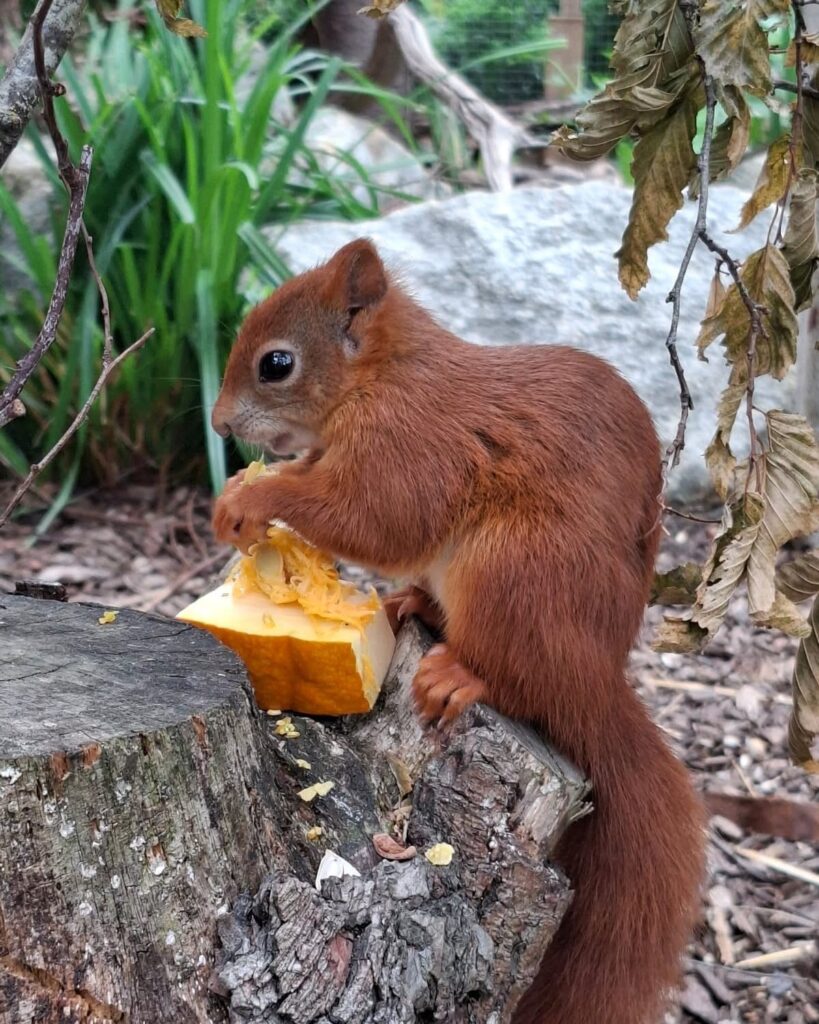 Three endangered red squirrel kits have been born at Suffolk Owl Sanctuary, marking a major conservation milestone in a breeding programme to help restore UK populations