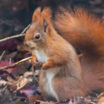 Three endangered red squirrel kits have been born at Suffolk Owl Sanctuary, marking a major conservation milestone in a breeding programme to help restore UK populations