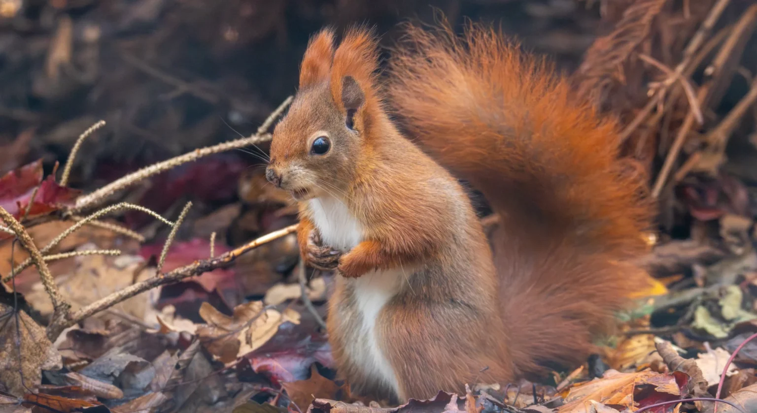 Three endangered red squirrel kits have been born at Suffolk Owl Sanctuary, marking a major conservation milestone in a breeding programme to help restore UK populations