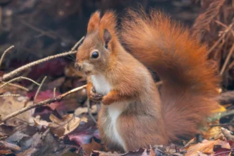 Three endangered red squirrel kits have been born at Suffolk Owl Sanctuary, marking a major conservation milestone in a breeding programme to help restore UK populations