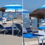 Thousands of bees descended on a single beach parasol in Italy, sending tourists fleeing as the swarm blanketed the umbrella after their queen chose it as a temporary hive.