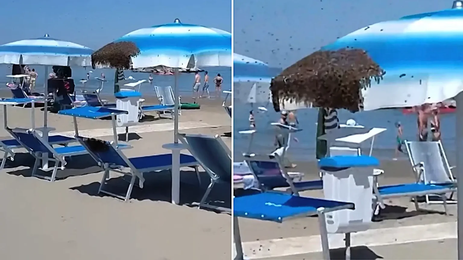 Thousands of bees descended on a single beach parasol in Italy, sending tourists fleeing as the swarm blanketed the umbrella after their queen chose it as a temporary hive.