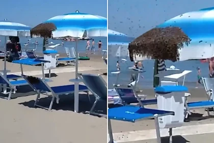 Thousands of bees descended on a single beach parasol in Italy, sending tourists fleeing as the swarm blanketed the umbrella after their queen chose it as a temporary hive.