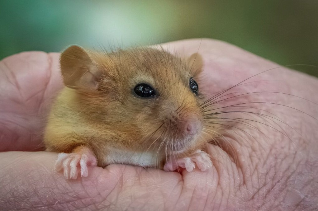 Ten endangered hazel dormice have been released into the wild after weeks of care - joining a 30-year effort that has seen over 1,100 reintroduced across Britain.