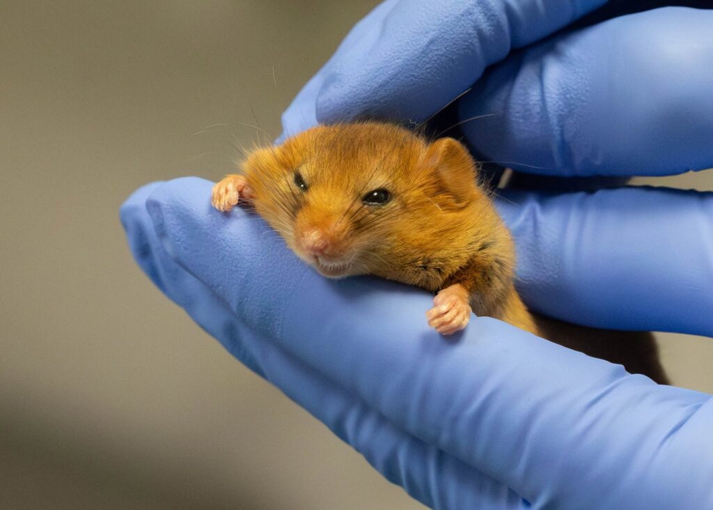 Ten endangered hazel dormice have been released into the wild after weeks of care - joining a 30-year effort that has seen over 1,100 reintroduced across Britain.