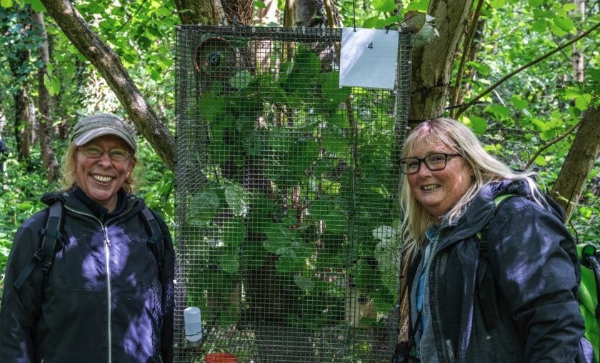 Ten endangered hazel dormice have been released into the wild after weeks of care - joining a 30-year effort that has seen over 1,100 reintroduced across Britain.