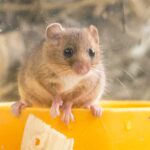 Ten endangered hazel dormice have been released into the wild after weeks of care - joining a 30-year effort that has seen over 1,100 reintroduced across Britain.