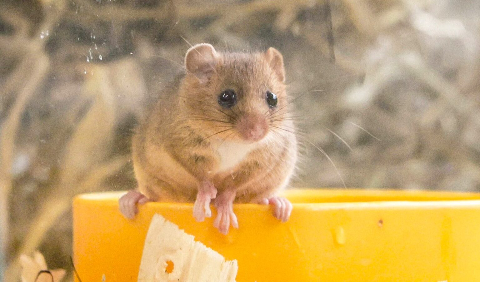 Ten endangered hazel dormice have been released into the wild after weeks of care - joining a 30-year effort that has seen over 1,100 reintroduced across Britain.
