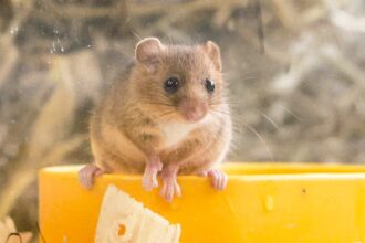 Ten endangered hazel dormice have been released into the wild after weeks of care - joining a 30-year effort that has seen over 1,100 reintroduced across Britain.