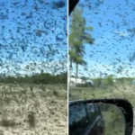 Visitors to a Russian beauty spot were trapped in their cars by a biblical swarm of mosquitoes so thick it turned the sky grainy - and the plague is expected to last for days.
